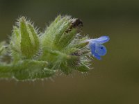 Anchusa arvensis 4, Kromhals, Saxifraga-Willem van Kruijsbergen