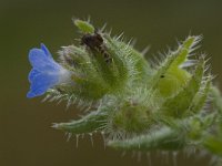 Anchusa arvensis 5, Kromhals, Saxifraga-Willem van Kruijsbergen