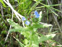 Anchusa arvensis 6, Kromhals, Saxifraga-Rutger Barendse