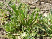 Anchusa arvensis 7, Kromhals, Saxifraga-Rutger Barendse