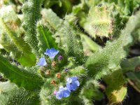 Anchusa arvensis 8, Kromhals, Saxifraga-Rutger Barendse