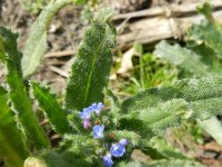 Anchusa arvensis 9, Kromhals, Saxifraga-Rutger Barendse