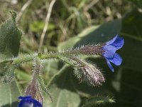 Anchusa azurea 15, Blauwe ossentong, Saxifraga-Jan van der Straaten