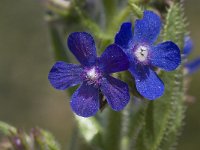 Anchusa azurea 23, Blauwe ossentong, Saxifraga-Willem van Kruijsbergen