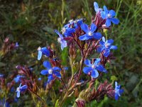 Anchusa azurea 25, Blauwe ossentong, Saxifraga-Ed Stikvoort