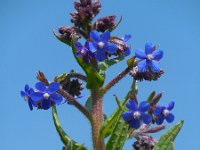 Anchusa azurea 29, Blauwe ossentong, Saxifraga-Ed Stikvoort