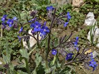 Anchusa azurea 33, Blauwe ossentong, Saxifraga-Harry Jans