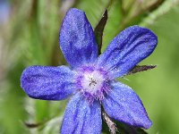 Anchusa azurea 35, Blauwe ossentong, Saxifraga-Sonja Bouwman  Blauwe ossetong - Anchusa azurea - Boraginaceae familie