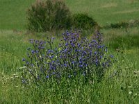 Anchusa azurea 4, Blauwe ossentong, Saxifraga-Dirk Hilbers