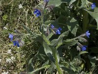 Anchusa azurea 9, Blauwe ossentong, Saxifraga-Willem van Kruijsbergen