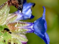 Anchusa calcarea 17, Saxifraga-Sonja Bouwman  Anchusa calcarea - Boraginaceae familie