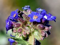 Anchusa calcarea 19, Saxifraga-Sonja Bouwman  Anchusa calcarea - Boraginaceae familie