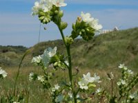 Anchusa ochroleuca 6, Geelwitte ossentong, Saxifraga-Ed Stikvoort