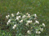 Anchusa ochroleuca 1, Geelwitte ossentong, Saxifraga-Piet Zomerdijk