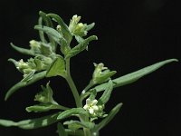 Anchusa ochroleuca 2, Geelwitte ossentong, Saxifraga-Jan van der Straaten