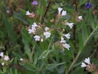 Anchusa ochroleuca 3, Geelwitte ossentong, Saxifraga-Peter Meininger