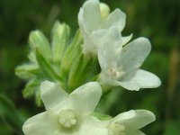 Anchusa ochroleuca 5, Geelwitte ossentong, Saxifraga-Ed Stikvoort