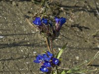 Anchusa officinalis, Common Bugloss