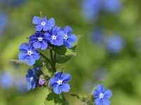 Anchusa officinalis 17, Gewone ossentong, Saxifraga-Luuk Vermeer