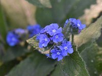 Anchusa officinalis 18, Gewone ossentong, Saxifraga-Luuk Vermeer