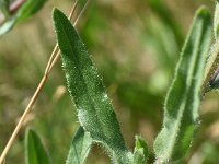 Anchusa officinalis 19, Gewone ossentong, Saxifraga-Sonja Bouwman