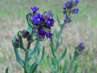 Anchusa officinalis 26, Gewone ossentong, Saxifraga-Ed Stikvoort