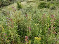 Anchusa officinalis 28, Gewone ossentong, Saxifraga-Ed Stikvoort