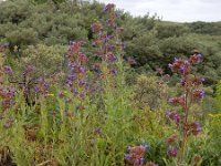 Anchusa officinalis 33, Gewone ossentong, Saxifraga-Ed Stikvoort