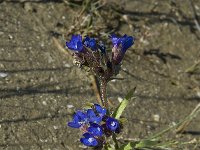 Anchusa officinalis 1, Gewone ossentong, Saxifraga-Willem van Kruijsbergen