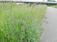 Anchusa officinalis 10, Gewone ossentong, Saxifraga-Rutger Barendse