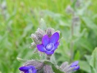 Anchusa officinalis 11, Gewone ossentong, Saxifraga-Rutger Barendse