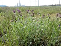 Anchusa officinalis 12, Gewone ossentong, Saxifraga-Peter Meininger