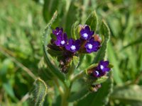 Anchusa officinalis 13, Gewone ossentong, Saxifraga-Ed Stikvoort