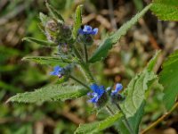 Anchusa officinalis 2, Gewone ossentong, Saxifraga-Willem van Kruijsbergen