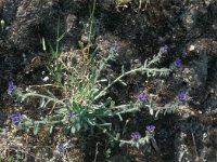 Anchusa officinalis 20, Gewone ossentong, Saxifraga-Jan van der Straaten