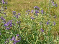 Anchusa officinalis 23, Gewone ossentong, Saxifraga-Hans Grotenhuis