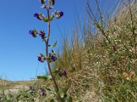 Anchusa officinalis 29, Gewone ossentong, Saxifraga-Ed Stikvoort