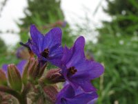 Anchusa officinalis 3, Gewone ossentong, Saxifraga-Rutger Barendse