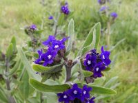 Anchusa officinalis 30, Gewone ossentong, Saxifraga-Ed Stikvoort