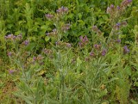 Anchusa officinalis 32, Gewone ossentong, Saxifraga-Ed Stikvoort