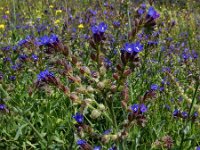 Anchusa officinalis 35, Gewone ossentong, Saxifraga-Ed Stikvoort (2)