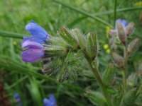 Anchusa officinalis 4, Gewone ossentong, Saxifraga-Rutger Barendse