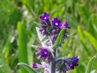 Anchusa officinalis 5, Gewone ossentong, Saxifraga-Jasenka Topic