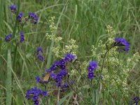 Anchusa officinalis 6, Gewone ossentong, Saxifraga-Hans Boll