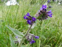 Anchusa officinalis 7, Gewone ossentong, Saxifraga-Rutger Barendse