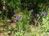 Anchusa officinalis 8, Gewone ossentong, Saxifraga-Rutger Barendse