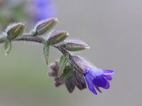 Anchusa officinalis 9, Gewone ossentong, Saxifraga-Rutger Barendse