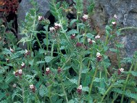 Anchusa variegata 2, Saxifraga-Jan van der Straten