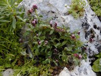 Anchusa variegata 3, Saxifraga-Ed Stikvoort
