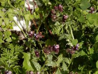 Anchusa variegata 4, Saxifraga-Ed Stikvoort
